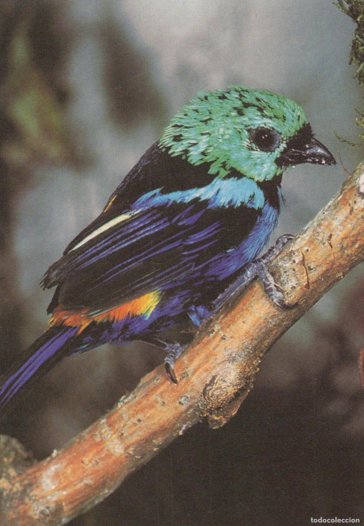 Postales: Colorful Tangara Fastuosa Bird On Branch Nature Wildlife Unposted *YAV392
