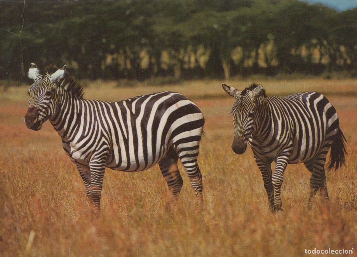 Postales: Kenya Maasai Mara Two Zebras in A Field Wildlife Safari Africa *YAV653