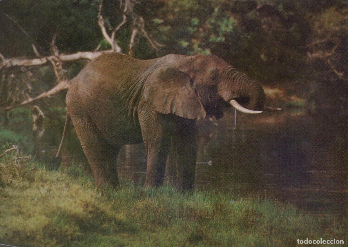 Postales: Africa African Elephant Drinking Water in Natural Habitat Unposted *YAV655
