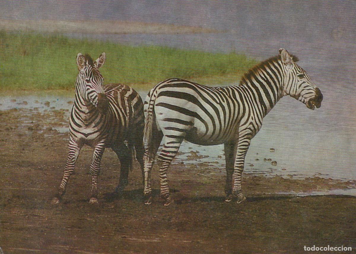 Postales: Germany Berlin Two Zebras Standing By A Body of Water With Unposted *YAV661