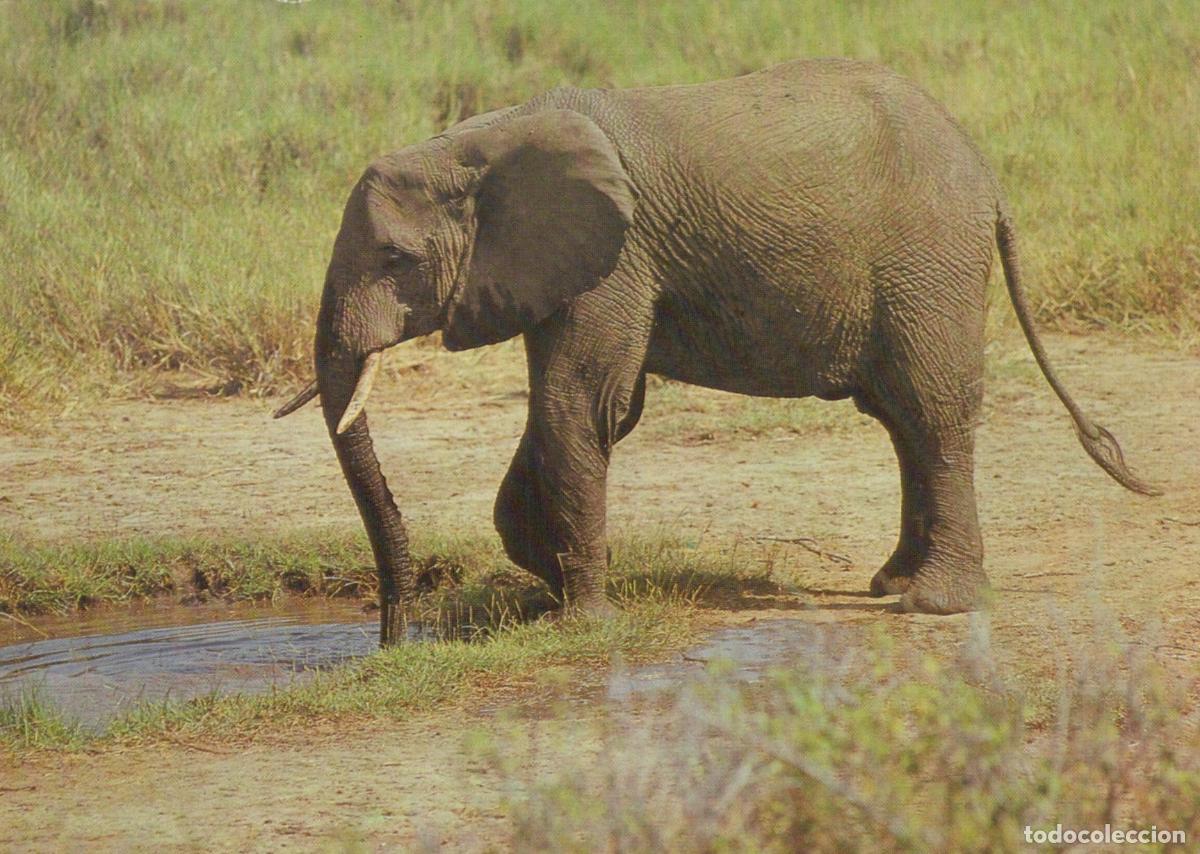 Postales: Africa African Elephant Drinking Water in Grassy Landscape Unposted *YAV658