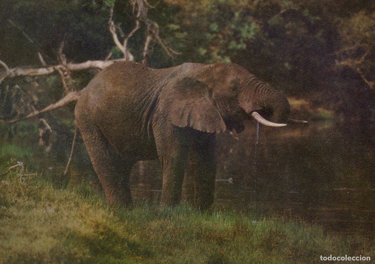 Postales: Africa African Bush Elephant Drinking Water in Natural Habitat Unposted *YAV660