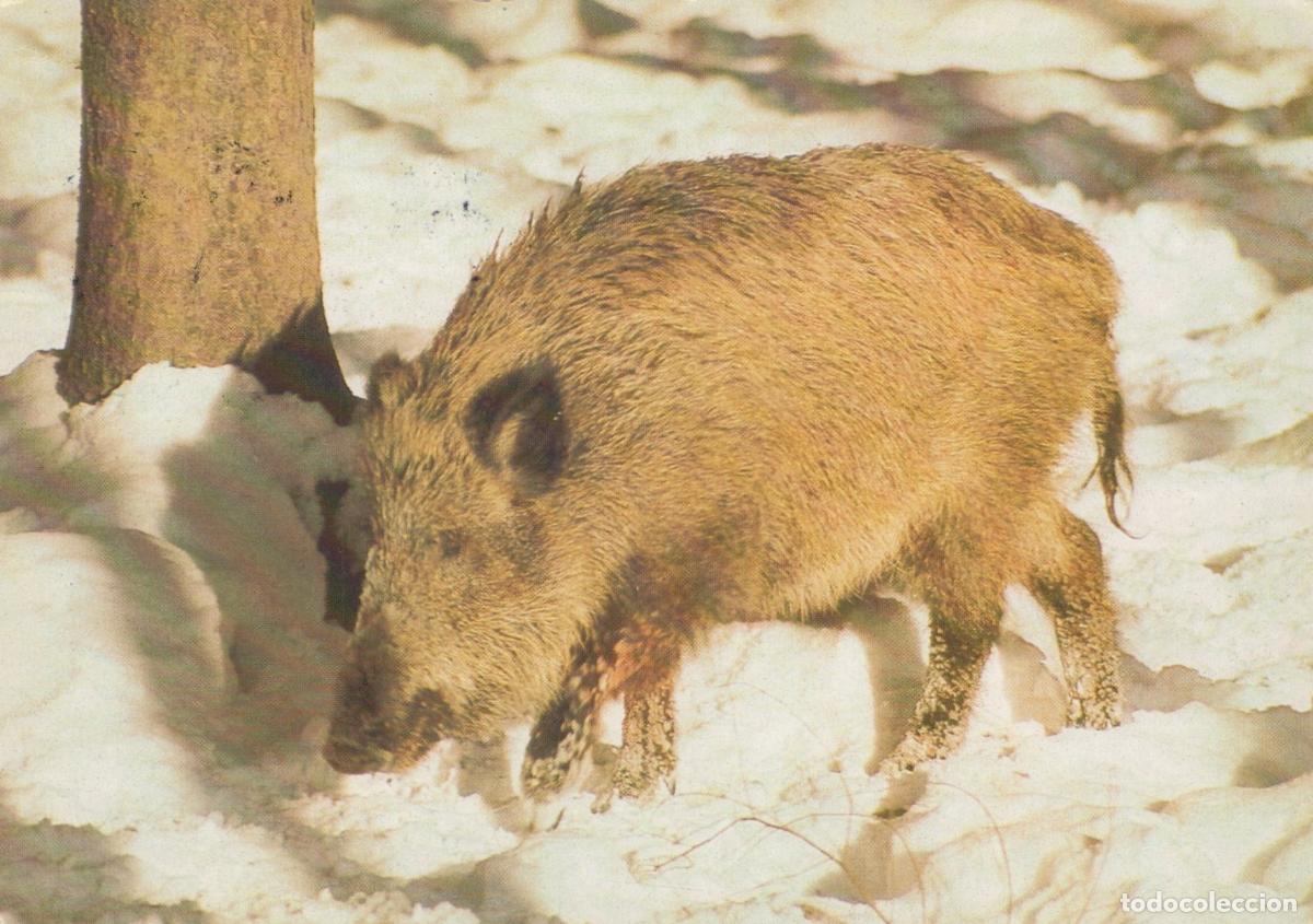 Postales: Germany Berlin Wild Boar Foraging in Snow Winter Forest Scene Wildlife *YAV668