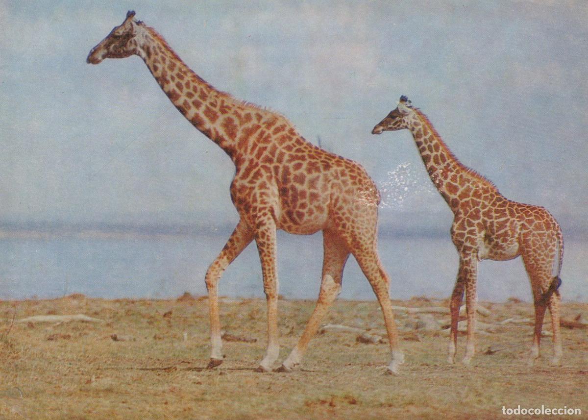 Postales: Kenya Masai Giraffes Adult Baby Walking On Plains Wildlife *YAV659