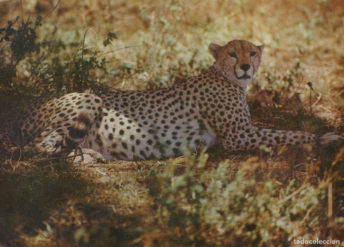 Postales: Germany Berlin Cheetah Wild Animal Lying in Grass Wildlife Nature *YAV662