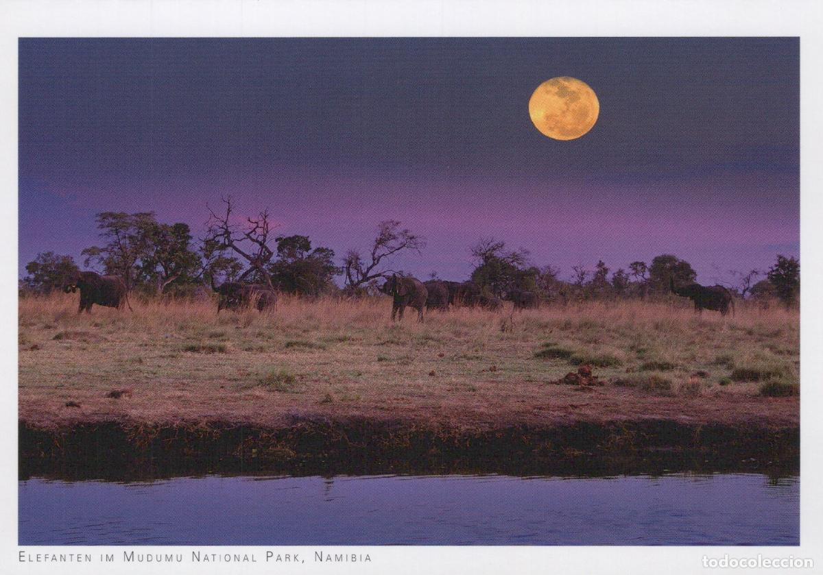 Postales: Namibia Mudumu National Park Elephants in Full Moon Landscape Unposted *YAV749