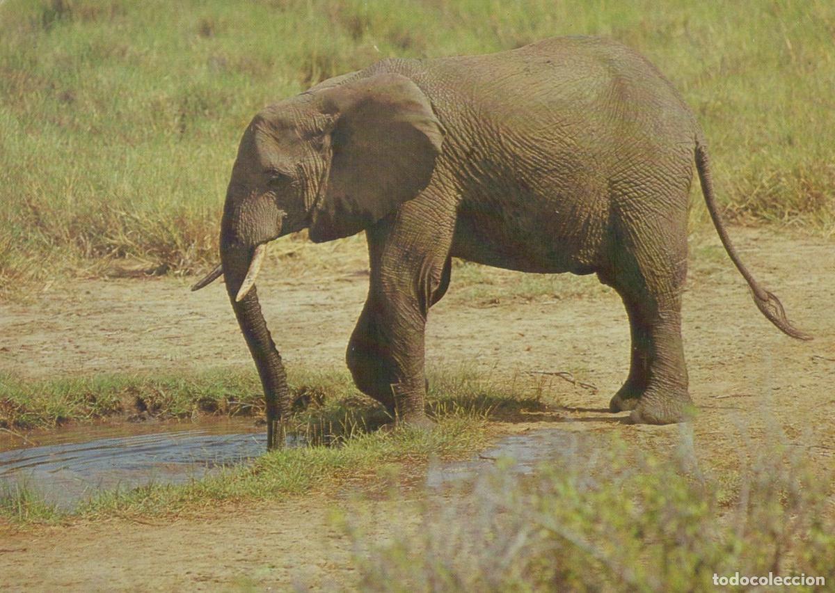 Postales: Germany Berlin African Elephant Drinking Water in Grassy Landscape *YAW003