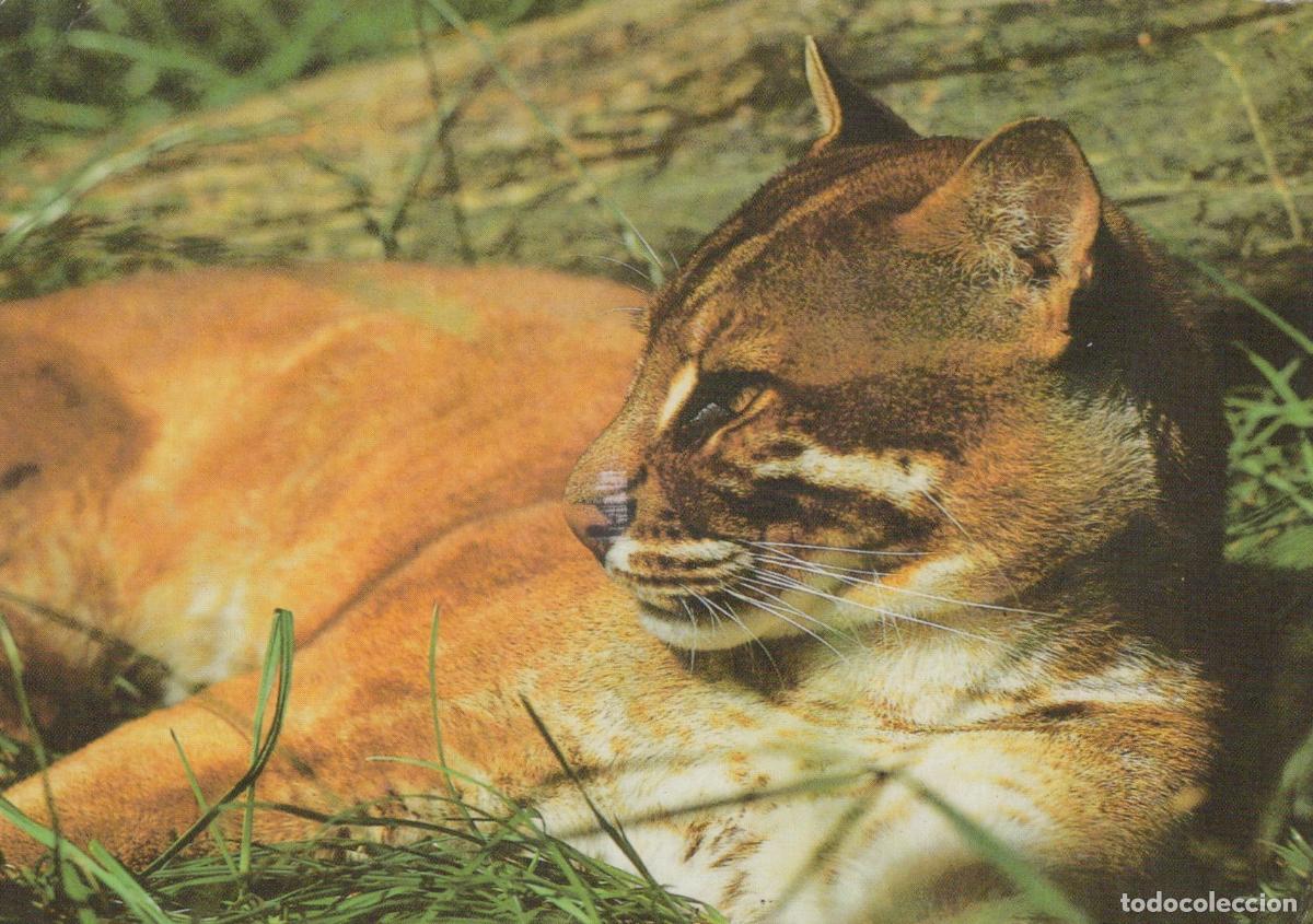 Postales: Golden Cat Wild Animal Wildlife Nature *YAW005
