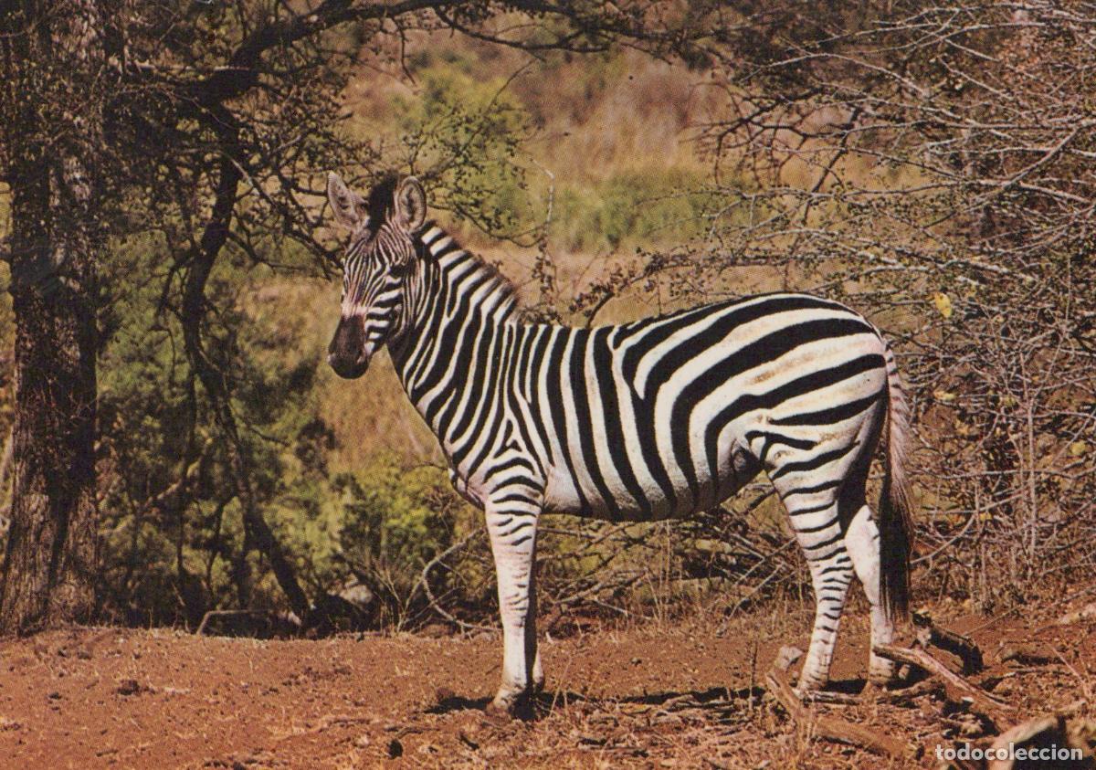 Postales: South Africa Zebra Standing in A Dry Sparse Landscape *YAW006