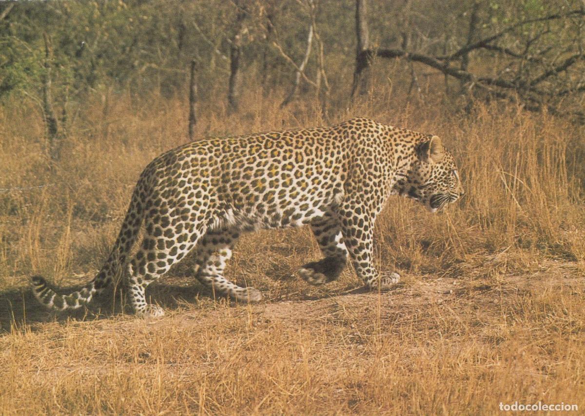 Postales: South Africa Durban Southern Africa Leopard Walking in Dry Grass *YAW010