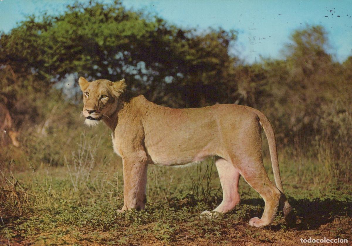 Postales: Africa African Wildlife Lioness Standing in Grassy Landscape *YAW007