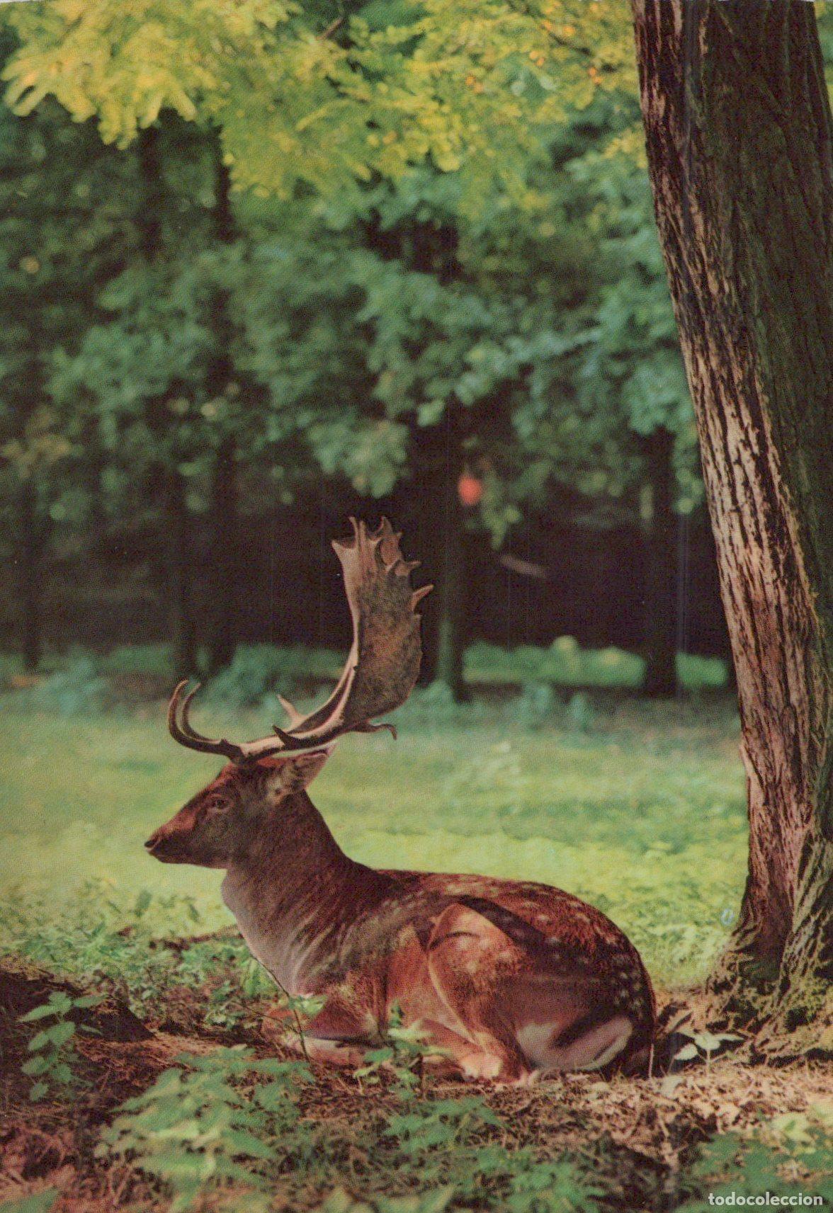 Postales: Fallow Deer Stag Resting Under Tree Wildlife Photo *YAX999