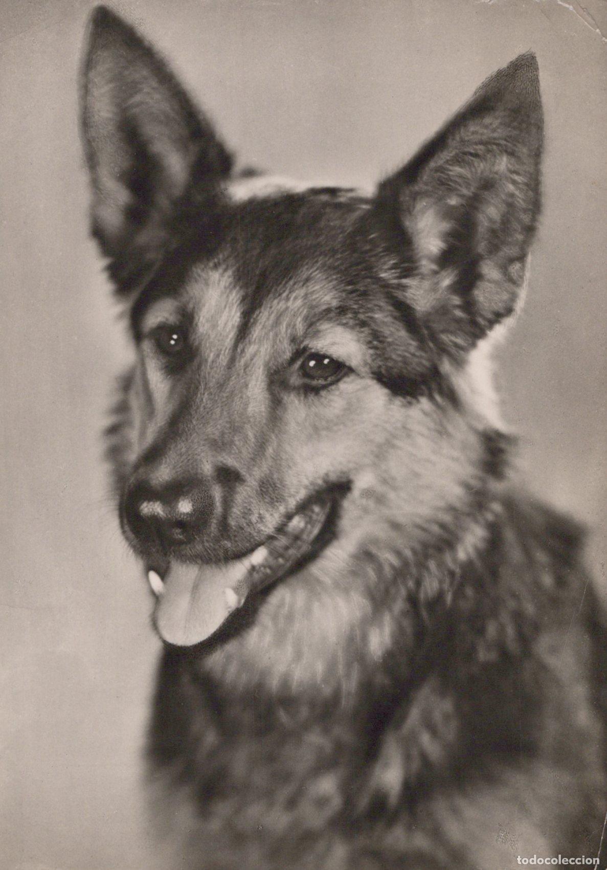 Postales: Dog Portrait Real Photo *YAX801
