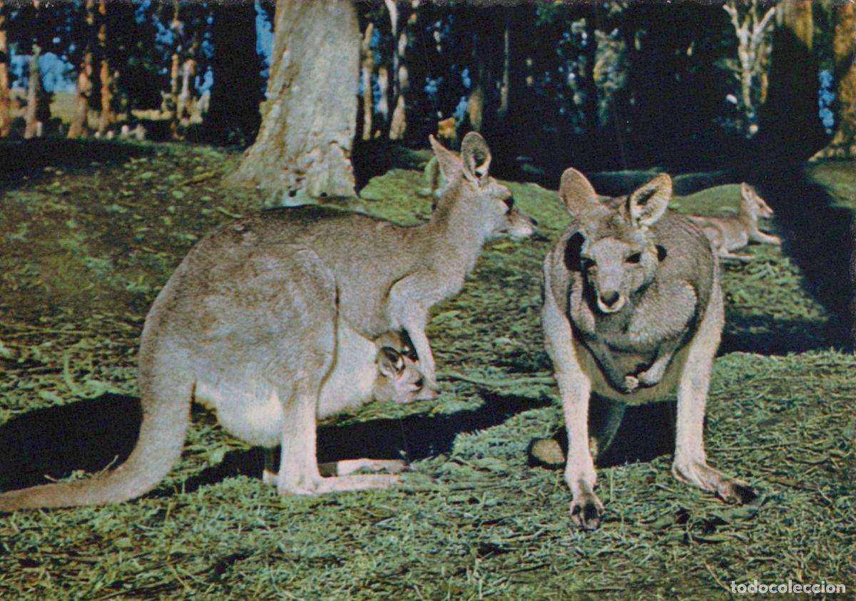 Postales: Kangaroo With Joey Wildlife Unposted *YAY143