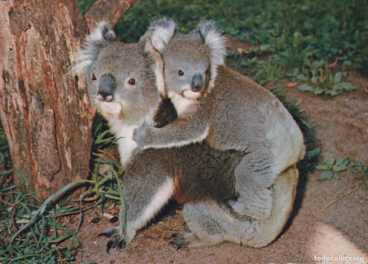 Postales: Koala With Joey Wildlife Unposted *YAY142
