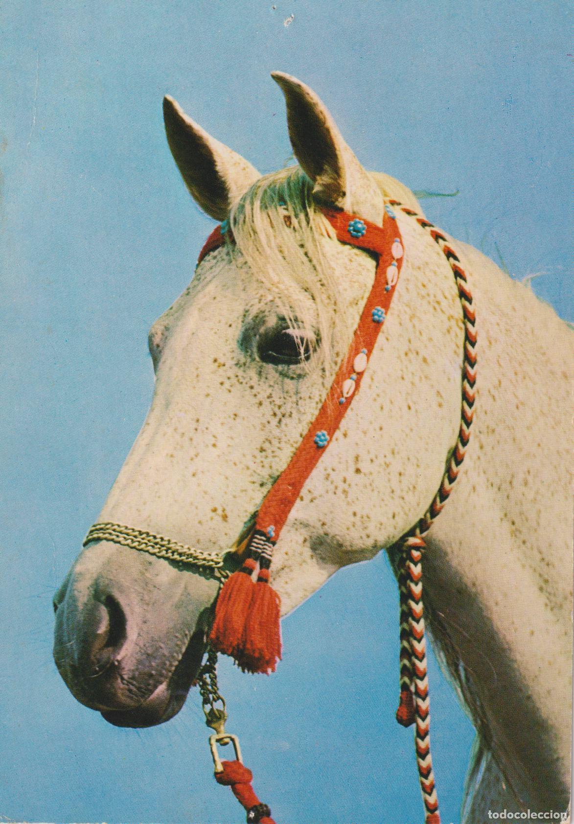 Postales: POSTAL CABALLO PURA RAZA &Aacute;RABE &ndash; FOTO PIERRE RAMAEKERS &ndash; S/C