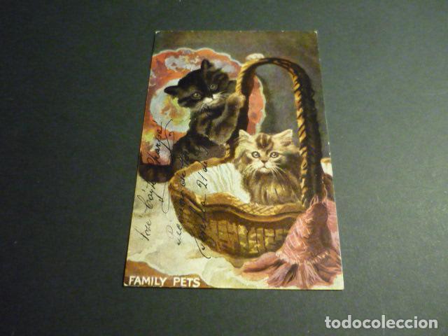 Postales: GATOS EN CESTA POSTAL - Foto 1