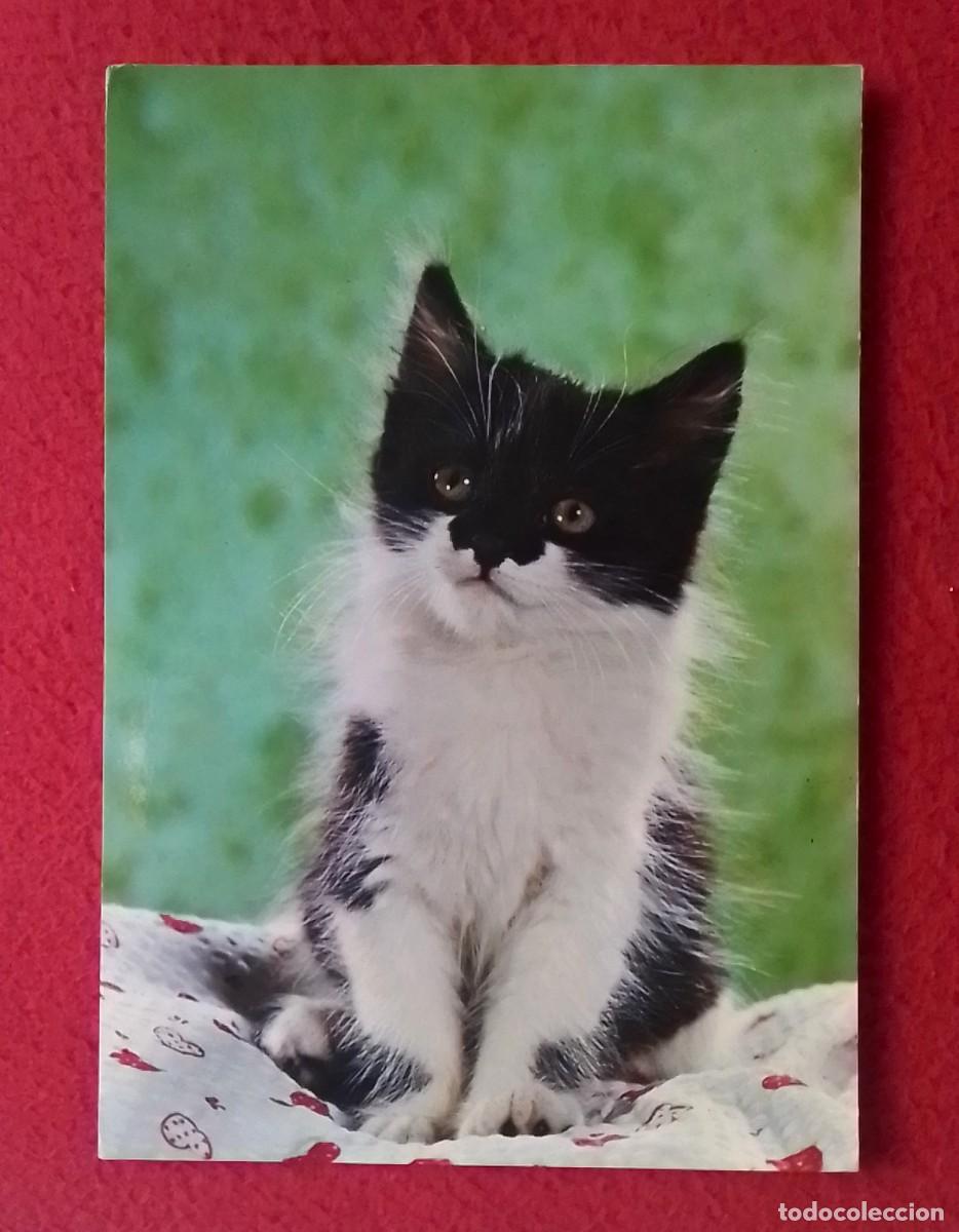 Postales: ANTIGUA POSTAL POST CARD C. Y Z. 6668 CARTE POSTALE POSTKARTE GATO CHAT CAT KATZE CARTOLINA VER FOTO