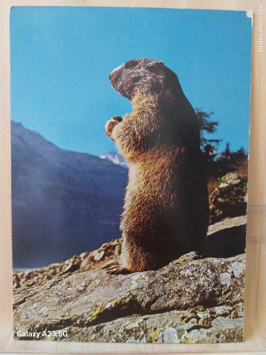 Postales: MARMOTA ED AGFACOLOR C 5166 SC ORIGINAL