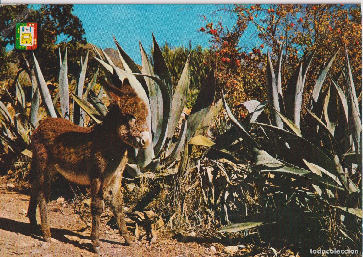Postales: COSTA DEL SOL (MALAGA) FUTURO BURRO TAXI - DOMINGUEZ - CIRCULADA 1963