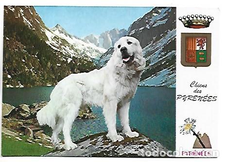 Postales: CHIENS DES PYRENEES.- SAN BERNARDO, PERRO - Foto 1