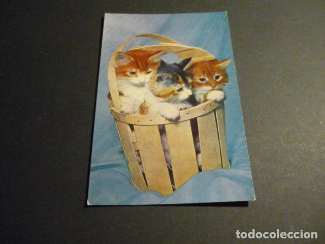 Postales: GATOS EN CESTA POSTAL