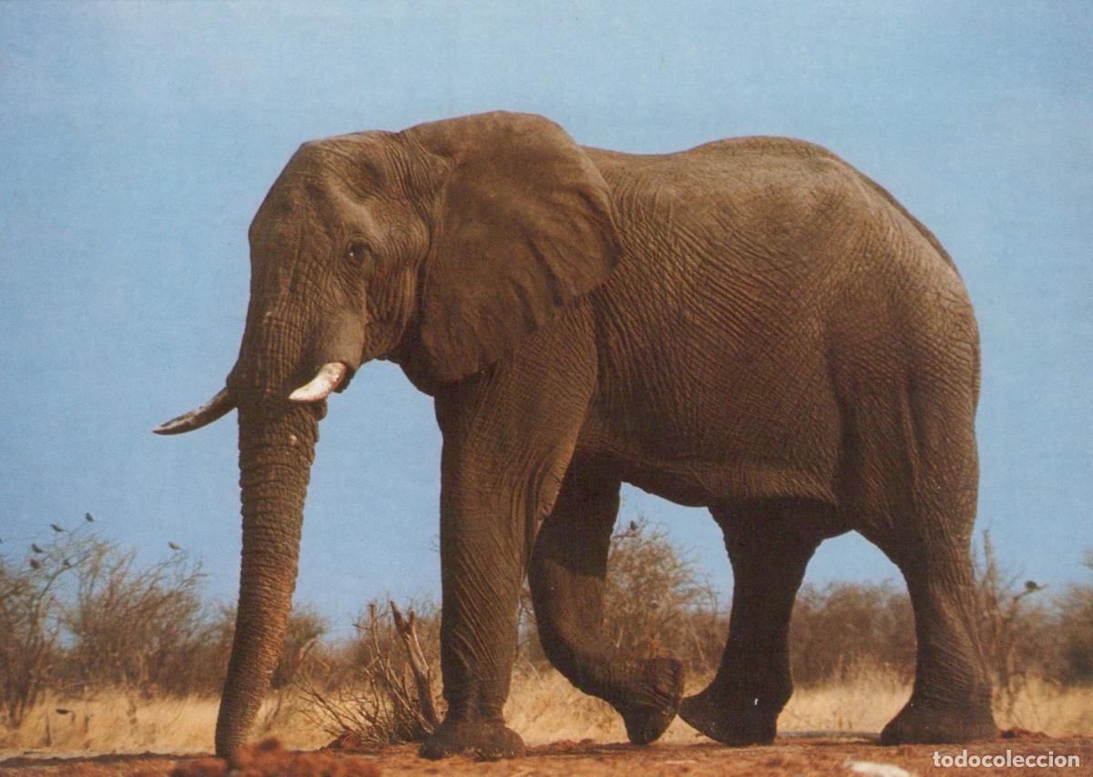 Postales: Topics Elephants South Africa African Elephant Loxodonta Unposted *YBB516