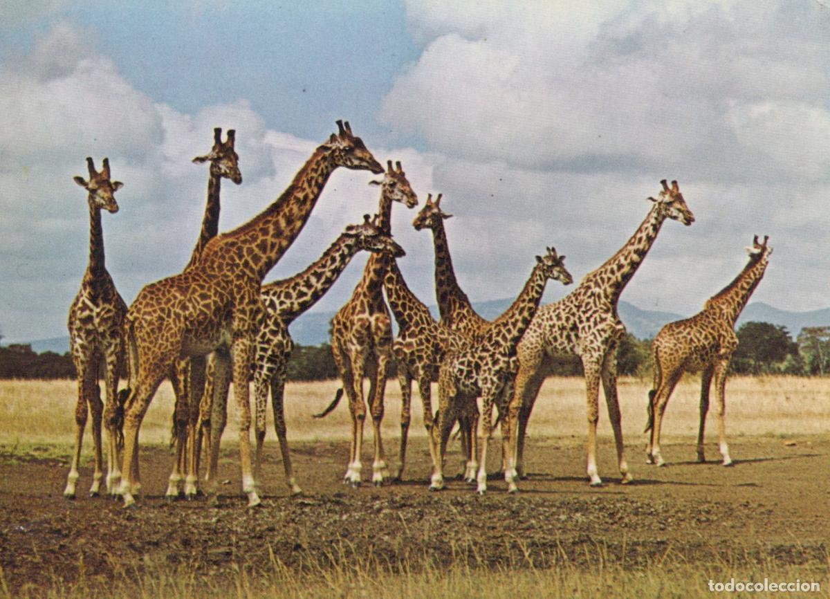 Postales: Topics Giraffes South Africa Giraffe Group In Bushveld Wildlife Unposted *YBB518