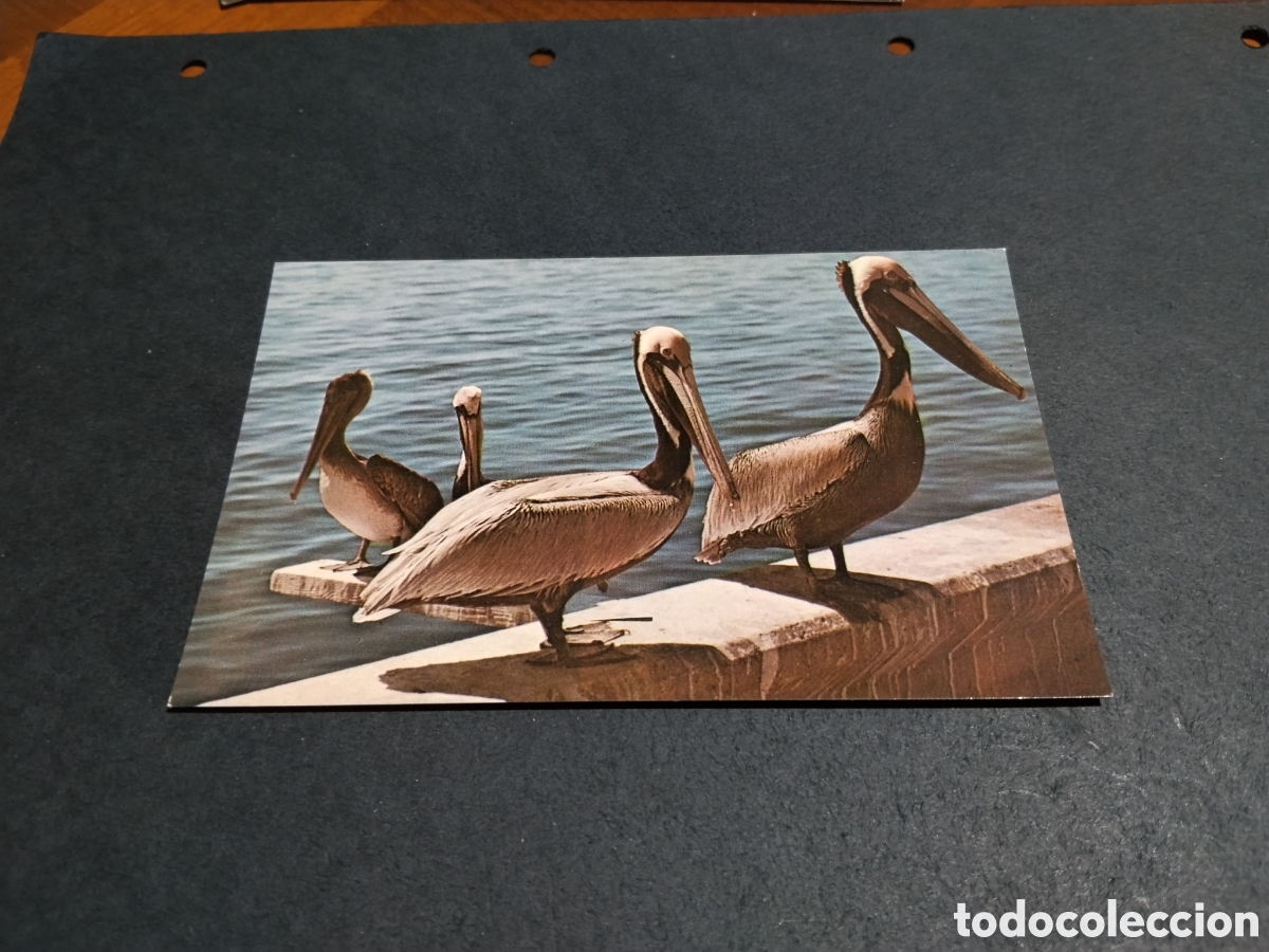 Postales: Postal animales pel&iacute;canos, Florida