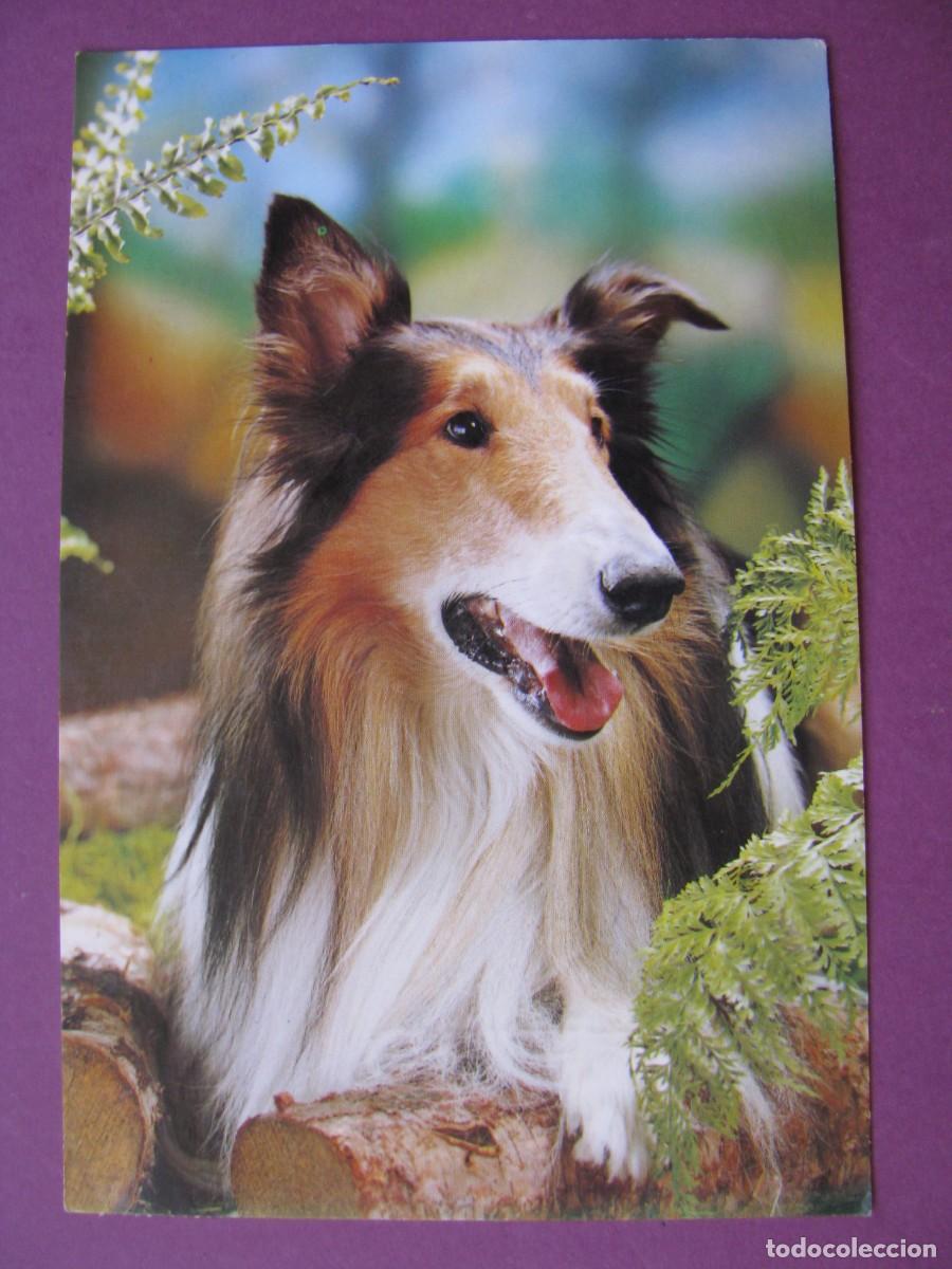 Postales: POSTAL DE UN PERRO, COLLIE. C. Y Z. 7892-D. CIRCULADA 1985