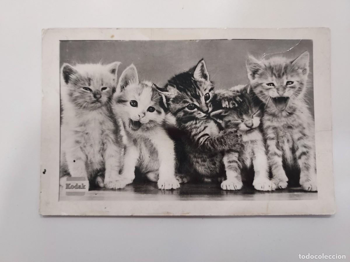 Postales: POSTAL FOTOGRAFICA 5 GATOS. Trasera en blanco, publicidad Kodak