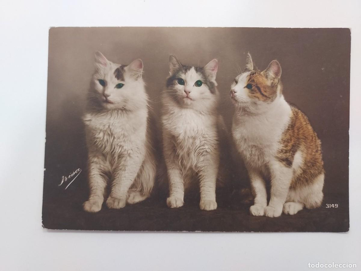 Postales: POSTAL FOTOGRAFICA ANTIGUA 3 GATOS. IRISA 3149. SIN CIRCULAR