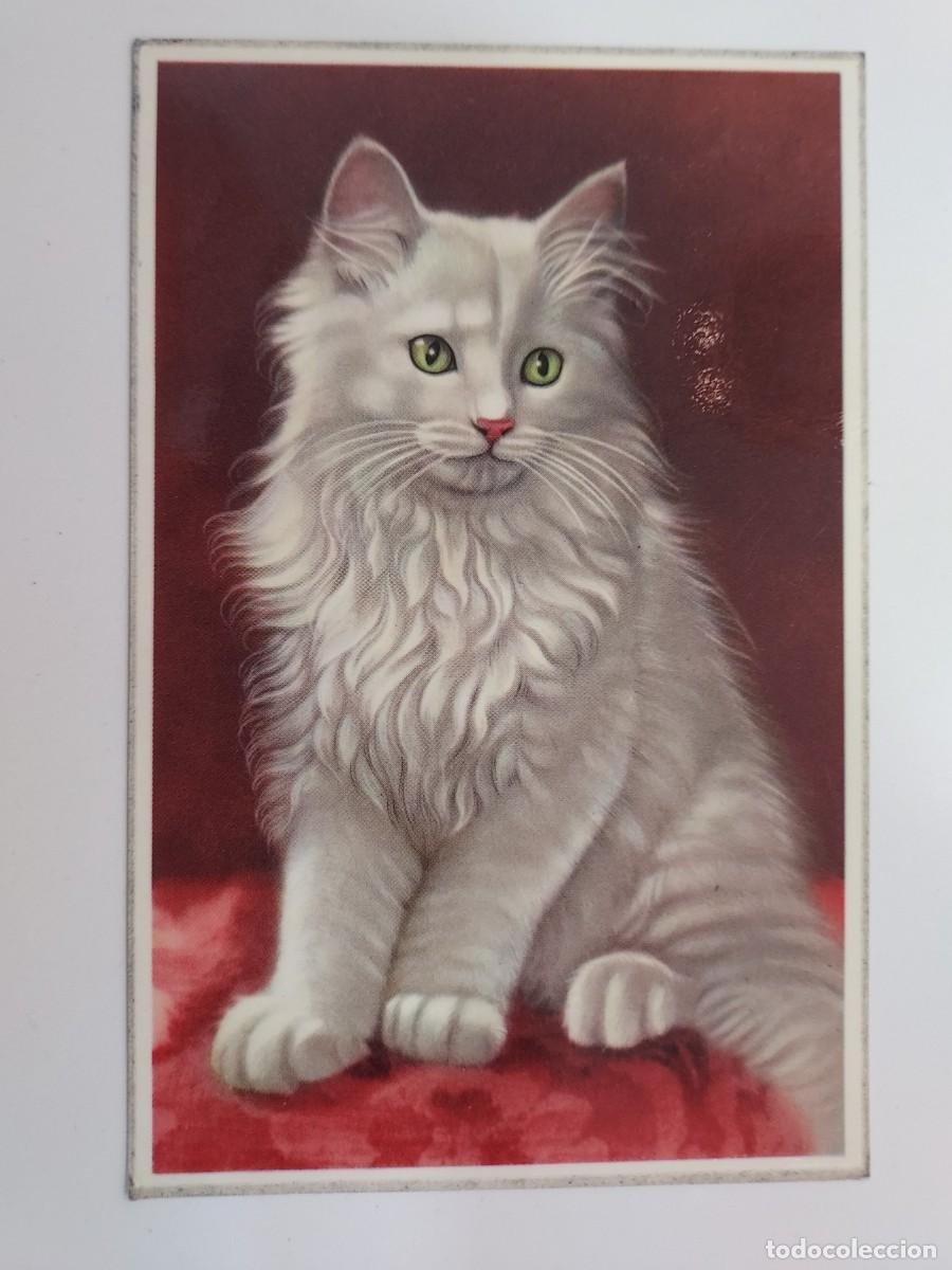 Postales: POSTAL GATO ANGORA BLANCO. SIN CIRCULAR. BRILLANT. BELGIUM