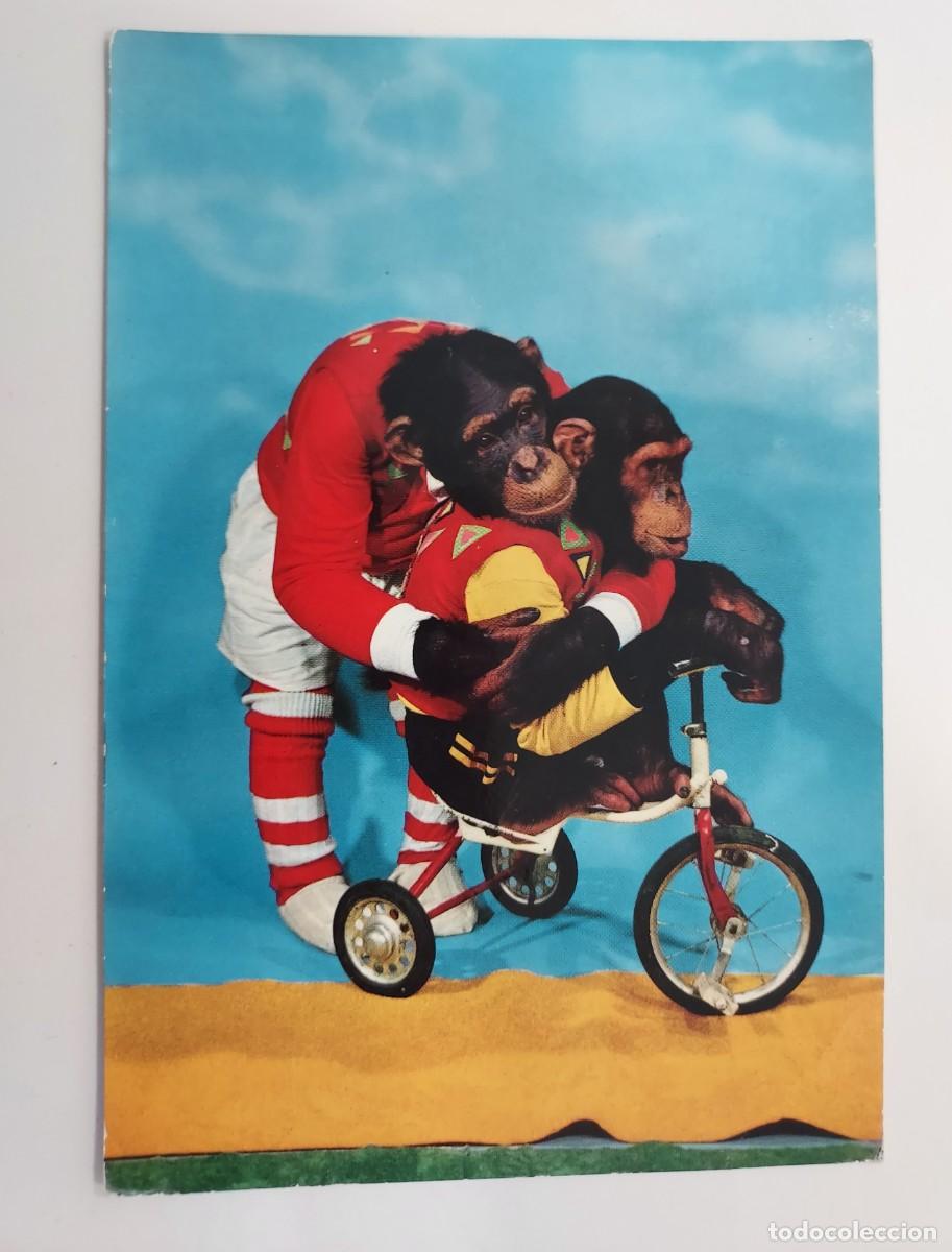 Postales: POSTAL MONO CHIMPANCE EN TRICICLO. 1965. ESCRITA. RAKER
