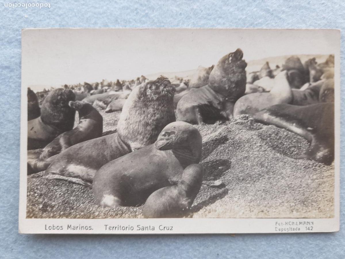 Postales: Lobos Marinos. Territorio Santa Cruz.