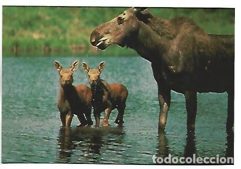 Postales: WILD LIFE OBSERVATION IN THE MONT-TREMBLANT.- LAURENTIDES, QUEBEC / CANADA