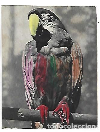 Postales: LORO - CACATUA.- FLECHSIG-BILDKARTE - Foto 1