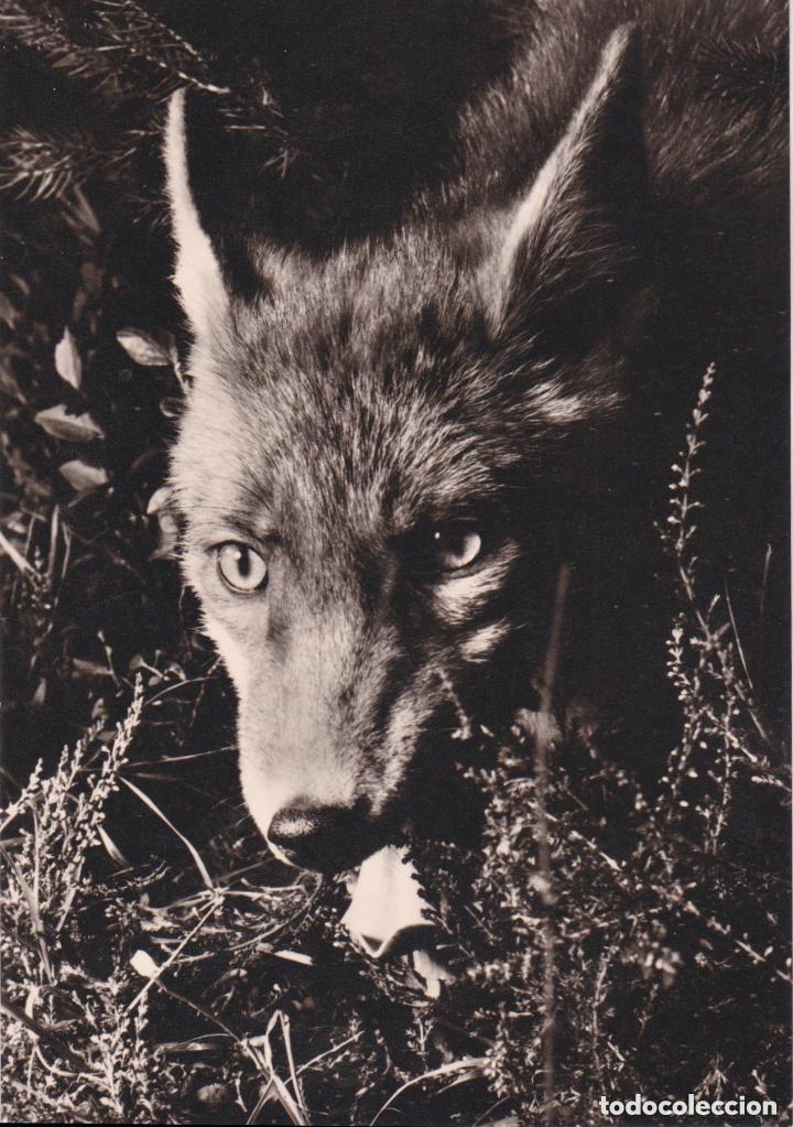 Postales: LOTE DE 30 POSTALES - TEM&Aacute;TICA: ANIMALES - SIN CIRCULAR - Foto 2