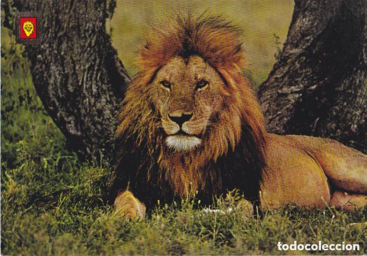 Postales: LOTE DE 30 POSTALES - TEM&Aacute;TICA: ANIMALES - SIN CIRCULAR - Foto 3