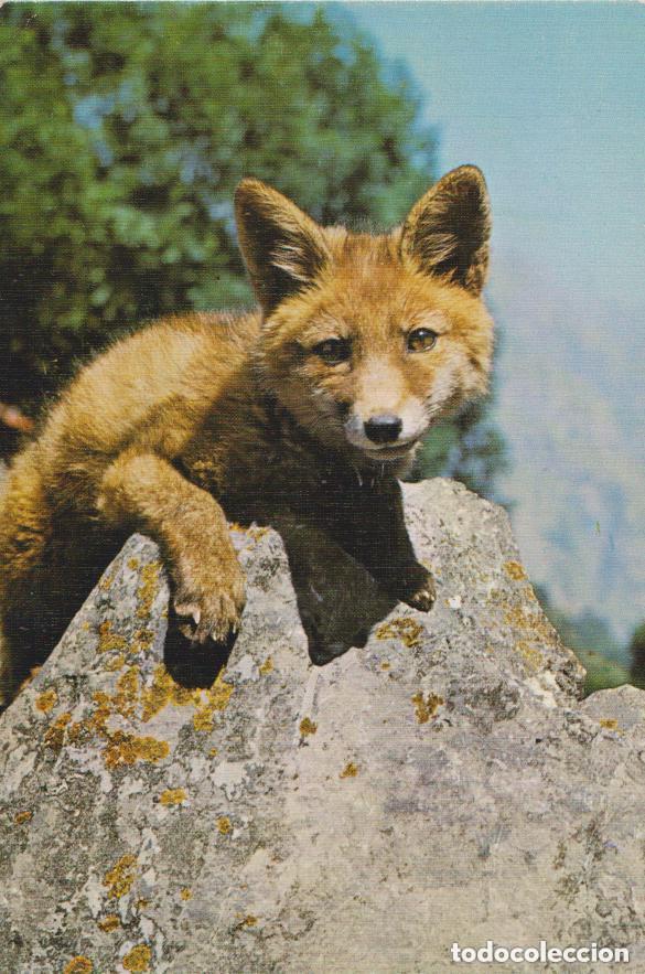 Postales: LOTE DE 30 POSTALES - TEM&Aacute;TICA: ANIMALES - SIN CIRCULAR - Foto 5