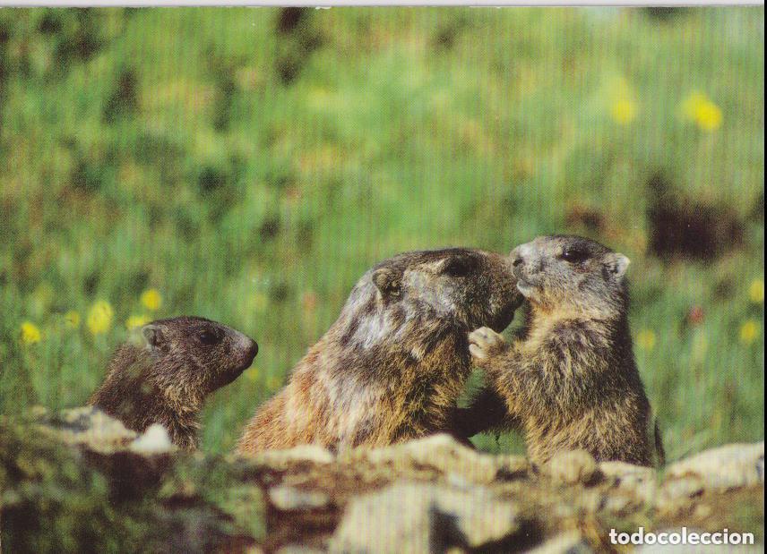 Postales: LOTE DE 30 POSTALES - TEM&Aacute;TICA: ANIMALES - SIN CIRCULAR - Foto 6