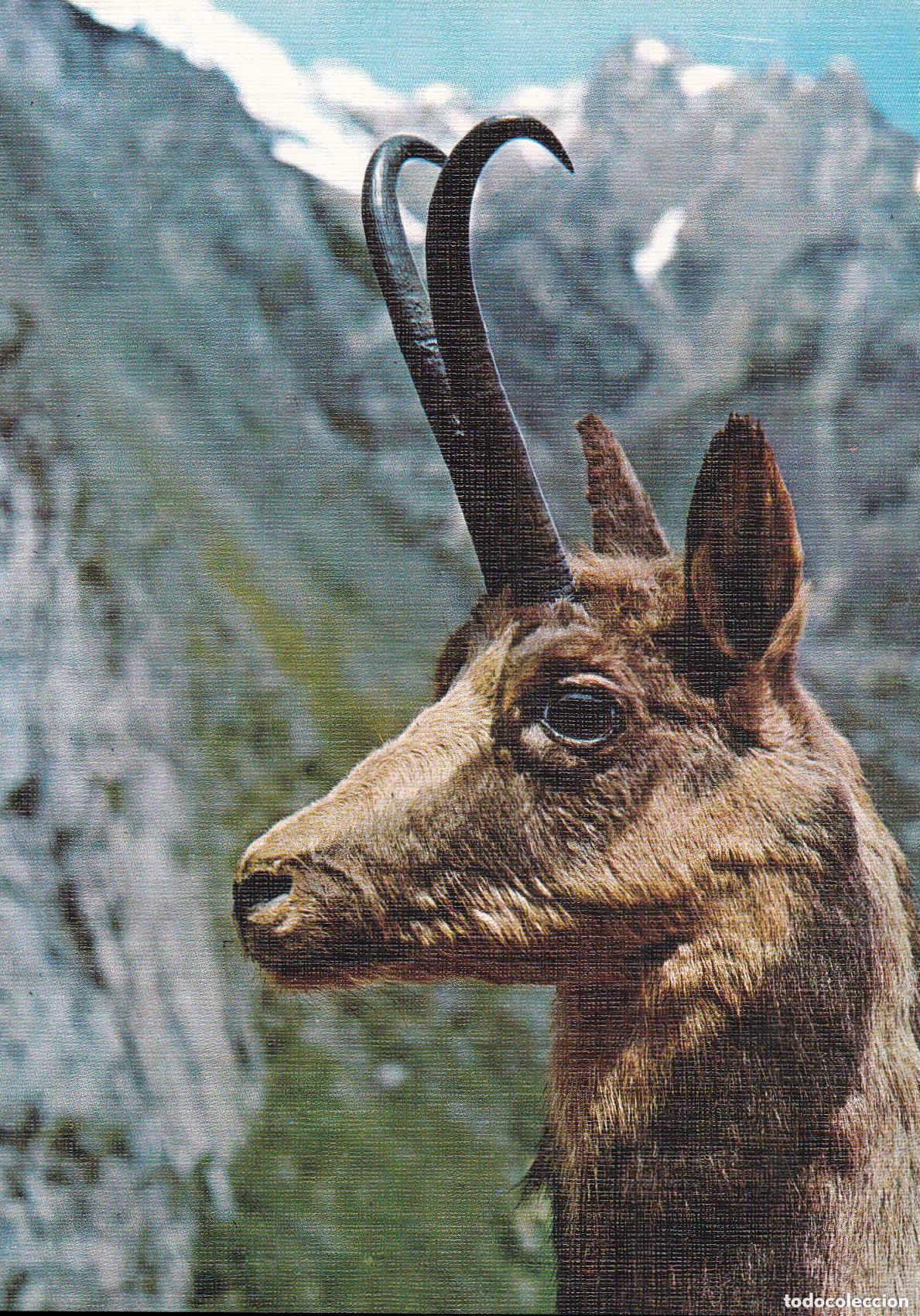 Postales: LOTE DE 30 POSTALES - TEM&Aacute;TICA: ANIMALES - SIN CIRCULAR - Foto 8