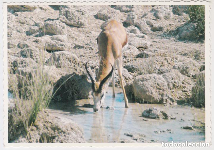 Postales: LOTE DE 30 POSTALES - TEM&Aacute;TICA: ANIMALES - SIN CIRCULAR - Foto 11