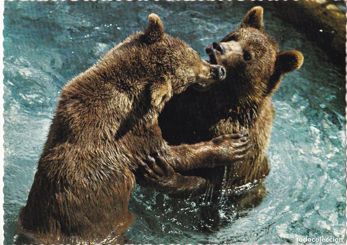 Postales: LOTE DE 30 POSTALES - TEM&Aacute;TICA: ANIMALES - SIN CIRCULAR - Foto 13