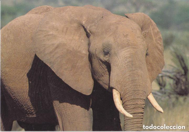 Postales: LOTE DE 30 POSTALES - TEM&Aacute;TICA: ANIMALES - SIN CIRCULAR - Foto 16
