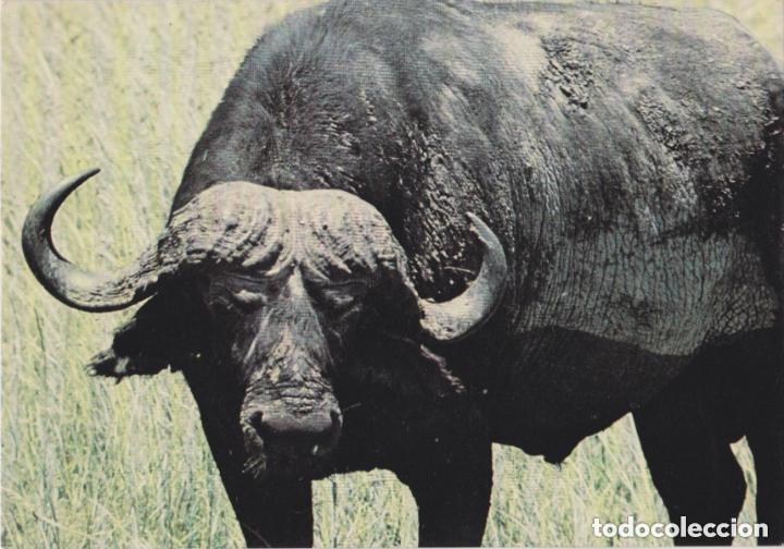 Postales: LOTE DE 30 POSTALES - TEM&Aacute;TICA: ANIMALES - SIN CIRCULAR - Foto 17