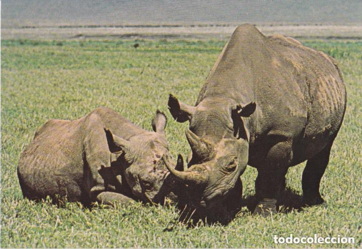 Postales: LOTE DE 30 POSTALES - TEM&Aacute;TICA: ANIMALES - SIN CIRCULAR - Foto 18