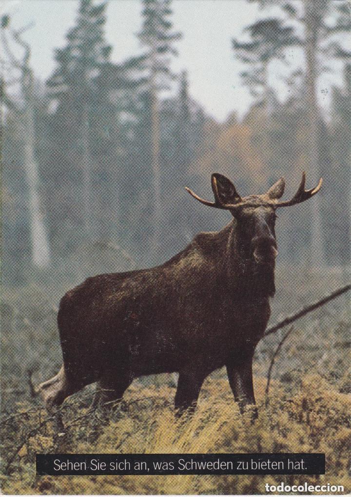 Postales: LOTE DE 30 POSTALES - TEM&Aacute;TICA: ANIMALES - SIN CIRCULAR - Foto 19