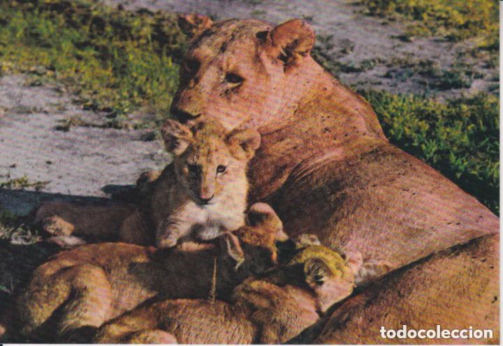 Postales: LOTE DE 30 POSTALES - TEM&Aacute;TICA: ANIMALES - SIN CIRCULAR - Foto 21