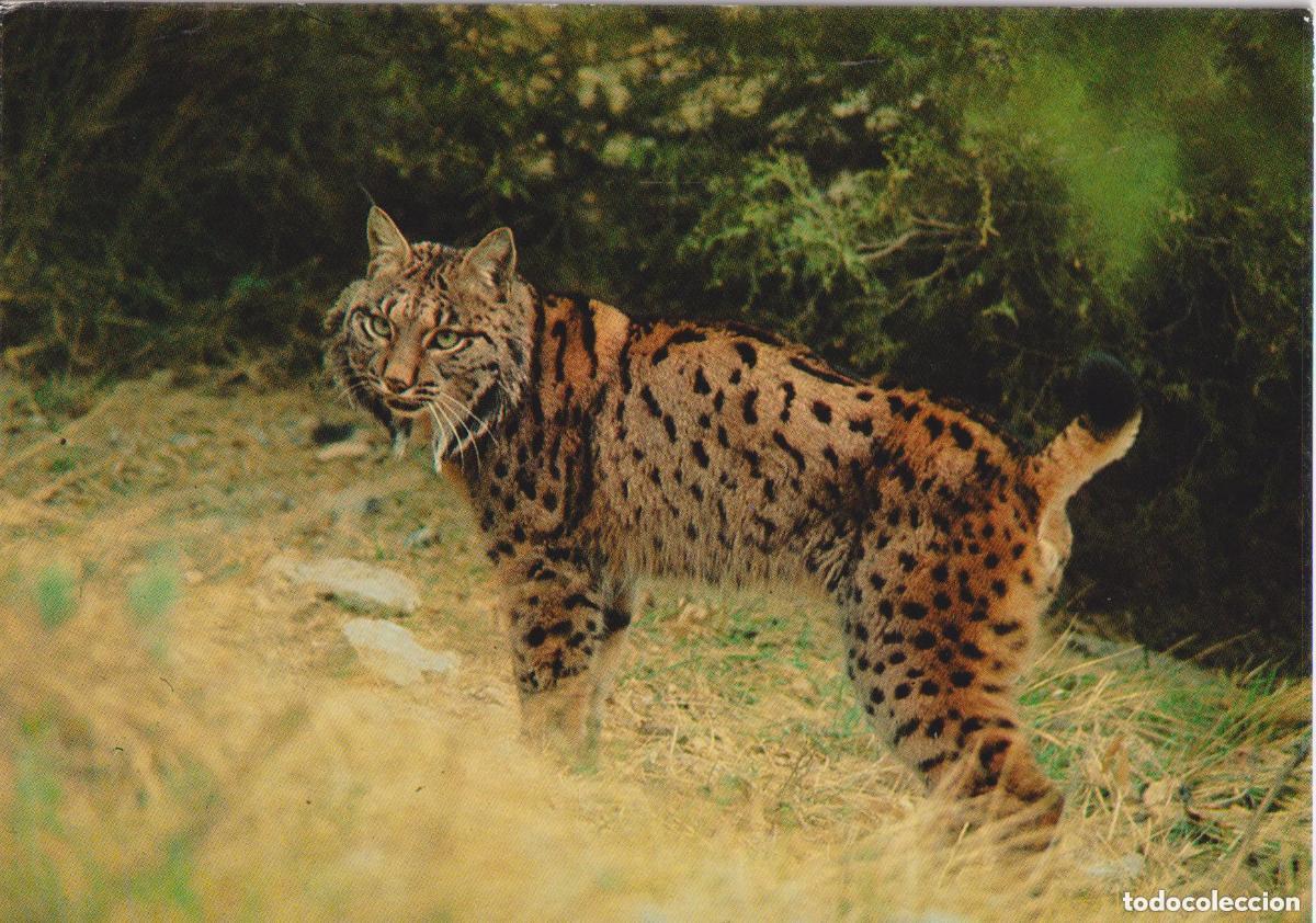 Postales: LOTE DE 30 POSTALES - TEM&Aacute;TICA: ANIMALES - SIN CIRCULAR - Foto 22